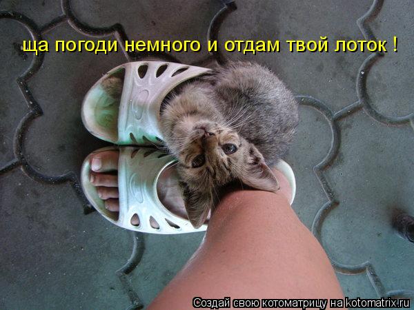 ща погоди немного и отдам твой лоток !... Котоматрица: ща погоди немного и отдам твой лоток !