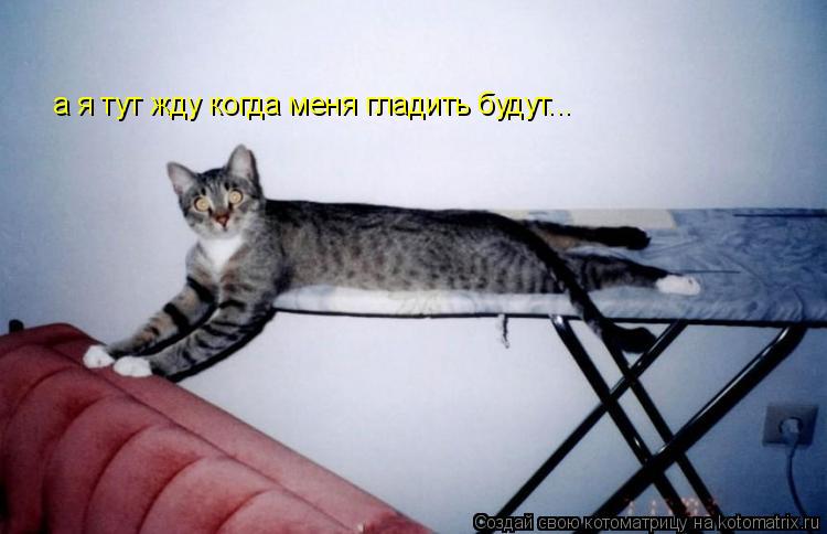 а я тут жду когда меня гладить будут...... Котоматрица: а я тут жду когда меня гладить будут...