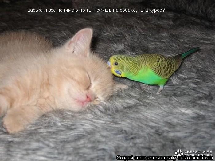Котоматрица: васька я все понимаю но ты лежишь на собаке, ты в курсе?