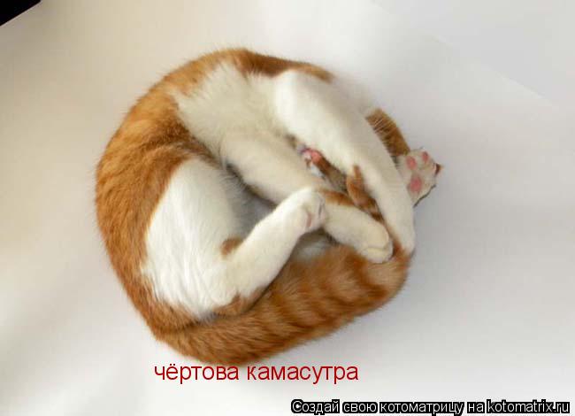 Котоматрица: чёртова камасутра