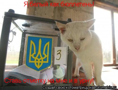 Котоматрица: Я белый как бюллетень! Ставь отметку на мне и в урну!