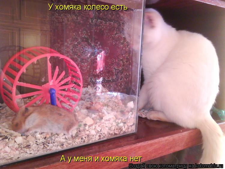 Котоматрица: У хомяка колесо есть А у меня и хомяка нет