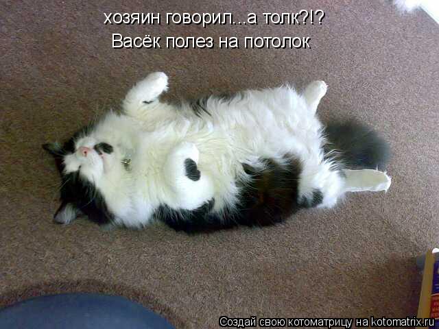 Котоматрица: хозяин говорил...а толк?!? Васёк полез на потолок
