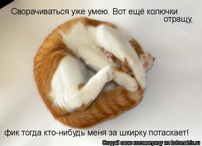Котоматрица: Сворачиваться уже умею. Вот ещё колючки  отращу,  фик тогда кто-нибудь меня за шкирку потаскает!