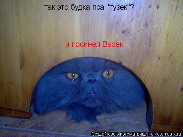 Котоматрица: так это будка пса "тузек"? и посинел Васёк