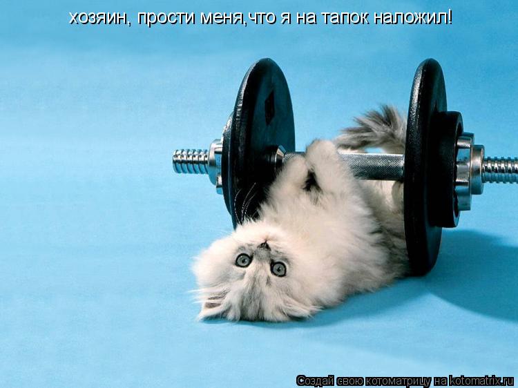 Котоматрица: хозяин, прости меня,что я на тапок наложил!