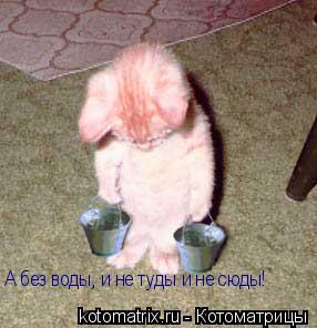 А без воды, и не туды и не сюды!... Котоматрица: А без воды, и не туды и не сюды!