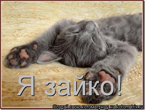 Я зайко!... Котоматрица: Я зайко!