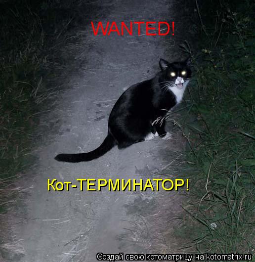 WANTED! Кот-ТЕРМИНАТОР!... Котоматрица: WANTED! Кот-ТЕРМИНАТОР!