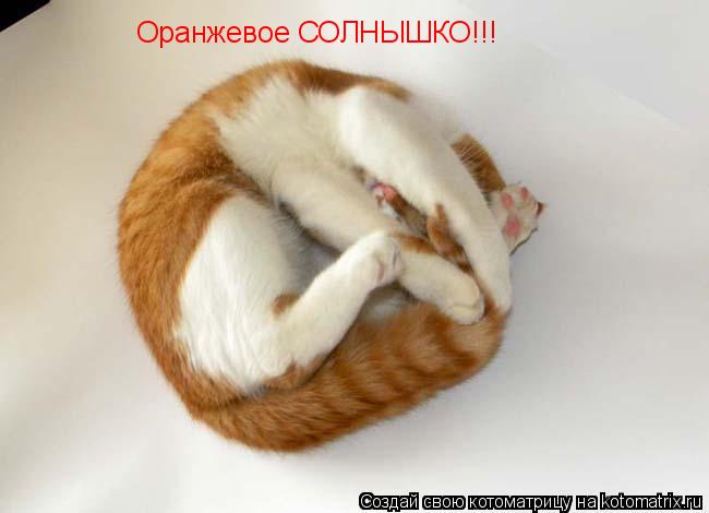 Оранжевое СОЛНЫШКО!!!... Котоматрица: Оранжевое СОЛНЫШКО!!!