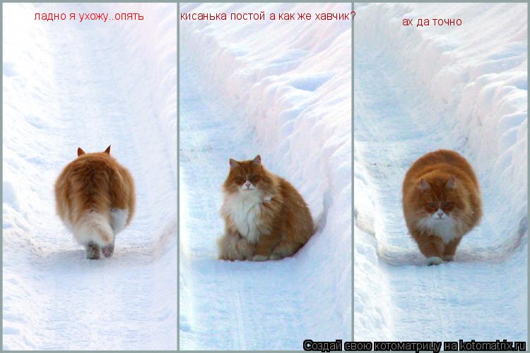 ладно я ухожу..опять кисанька постой а как же хавчик? ах да точно... Котоматрица: ладно я ухожу..опять кисанька постой а как же хавчик? ах да точно