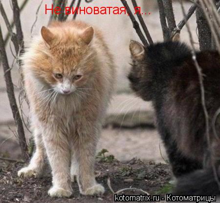 Не виноватая, я...... Котоматрица: Не виноватая, я...