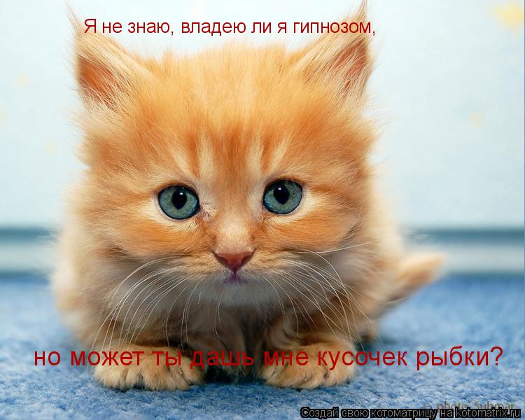 Я не знаю, владею ли я гипнозом, но может ты дашь мне кусочек рыбки?... Котоматрица: Я не знаю, владею ли я гипнозом, но может ты дашь мне кусочек рыбки?