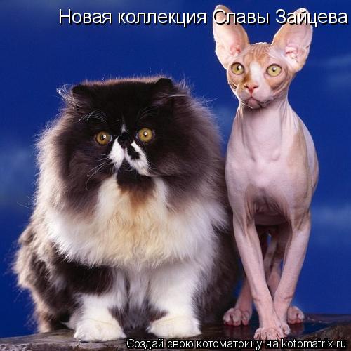 Новая коллекция Славы Зайцева... Котоматрица: Новая коллекция Славы Зайцева