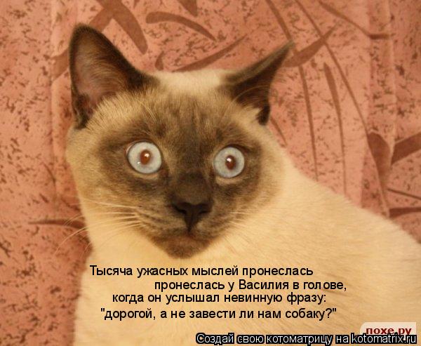 Котоматрица: Тысяча ужасных мыслей пронеслась пронеслась у Василия в голове, когда он услышал невинную фразу: "дорогой, а не завести ли нам собаку?"