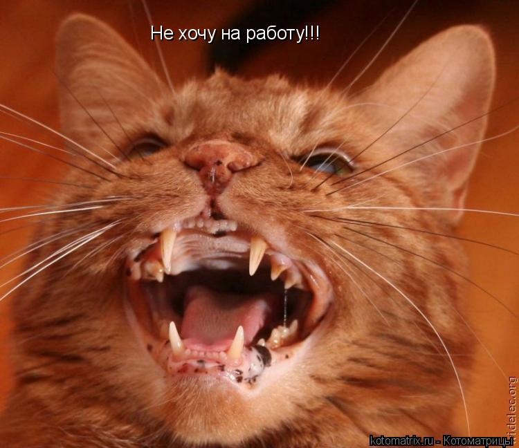 Котоматрица: Не хочу на работу!!!