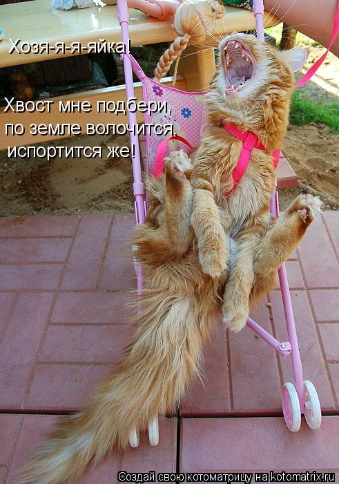 Котоматрица: Хозя-я-я-яйка! Хвост мне подбери, по земле волочится,  испортится же!