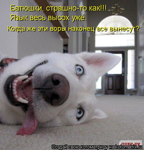 Котоматрица: Батюшки, страшно-то как!!!  Язык весь высох уже.   Когда же эти воры наконец все вынесут?