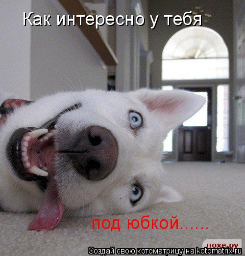Котоматрица: Как интересно у тебя под юбкой......