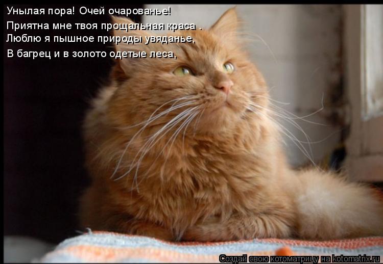 Котоматрица: Унылая пора! Очей очарованье! Приятна мне твоя прощальная краса — Люблю я пышное природы увяданье, В багрец и в золото одетые леса,