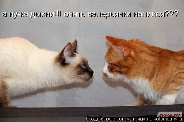 Котоматрица: а ну-ка дыхни!!! опять валерьянки напился???