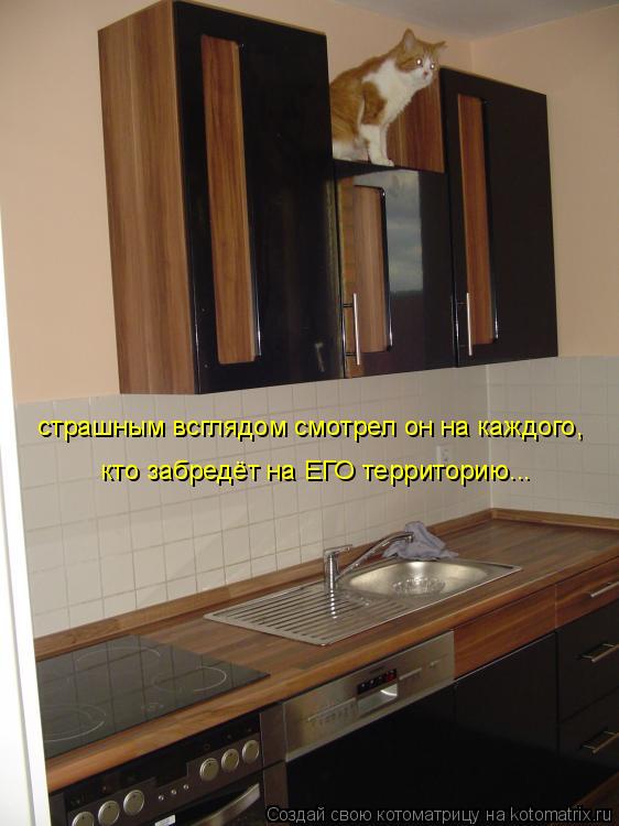 Котоматрица: страшным всглядом смотрел он на каждого,   кто забредёт на ЕГО территорию...
