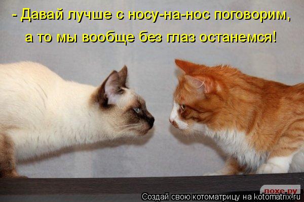 Котоматрица: - Давай лучше с носу-на-нос поговорим, а то мы вообще без глаз останемся!