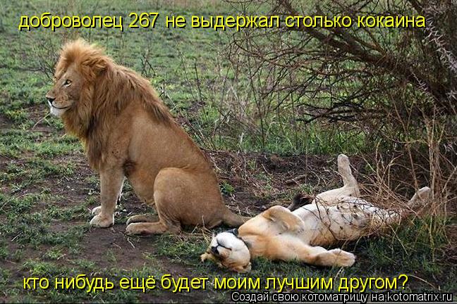 Котоматрица: доброволец 267 не выдержал столько кокаина кто нибудь ещё будет моим лучшим другом?