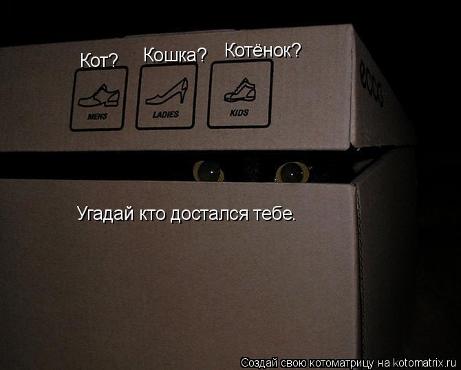 Угадай кто достался тебе. Кот? Кошка? Котёнок?... Котоматрица: Угадай кто достался тебе. Кот? Кошка? Котёнок?