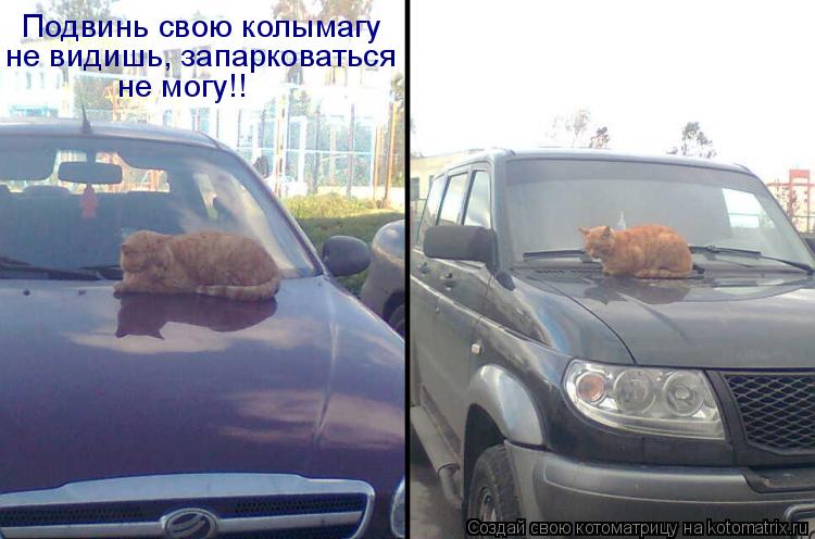 Подвинь свою колымагу не видишь, запарковаться не могу!!... Котоматрица: Подвинь свою колымагу не видишь, запарковаться не могу!!