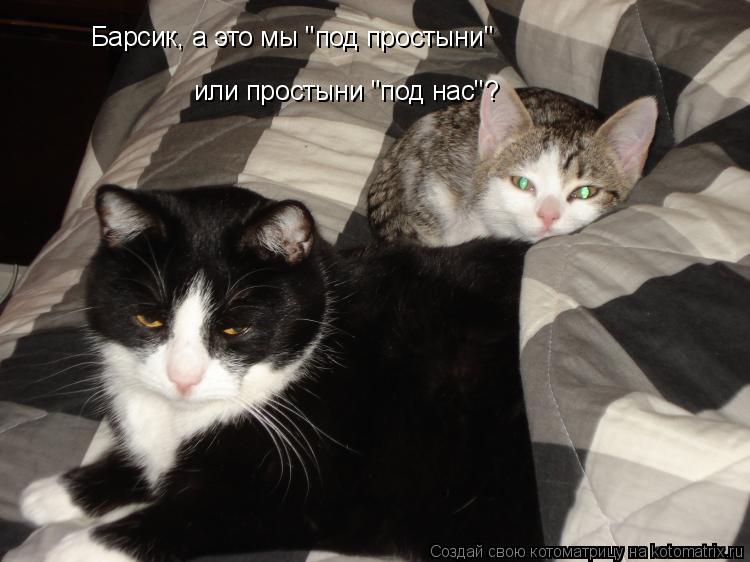 Барсик, а это мы "под простыни" или простыни "под нас"?... Котоматрица: Барсик, а это мы "под простыни" или простыни "под нас"?