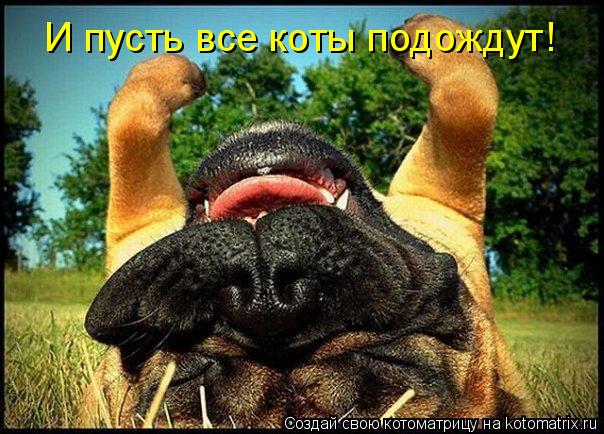 И пусть все коты подождут!... Котоматрица: И пусть все коты подождут!