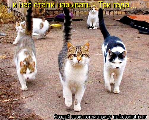 ... и нас стали называть - Три гада ...... Котоматрица: ... и нас стали называть - Три гада ...