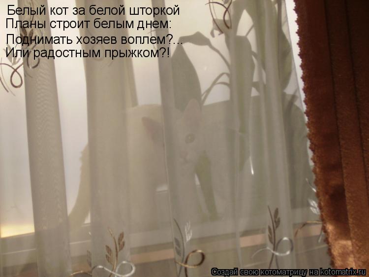 Белый кот за белой шторкой Поднимать хозяев воплем?... Планы строит белым днем: Или радостным прыжком... Котоматрица: Белый кот за белой шторкой Поднимать хозяев воплем?... Планы строит белым днем: Или радостным прыжком?!
