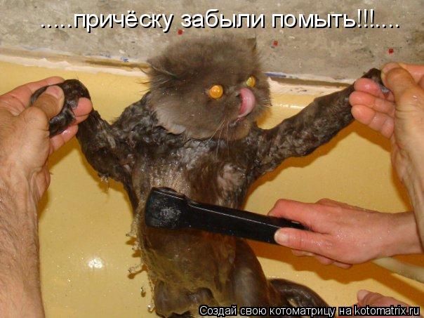 .....причёску забыли помыть!!!....... Котоматрица: .....причёску забыли помыть!!!....