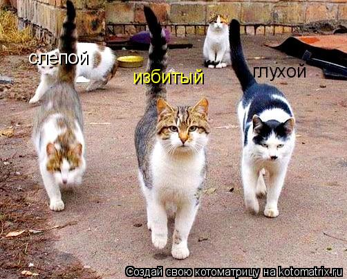 Котоматрица: слепой глухой избитый