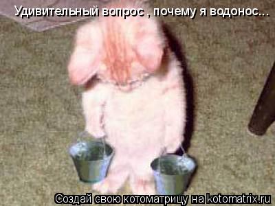 Котоматрица: Удивительный вопрос , почему я водонос...