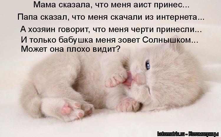Котоматрица: Мама сказала, что меня аист принес... Папа сказал, что меня скачали из интернета...  А хозяин говорит, что меня черти принесли... И только бабушк