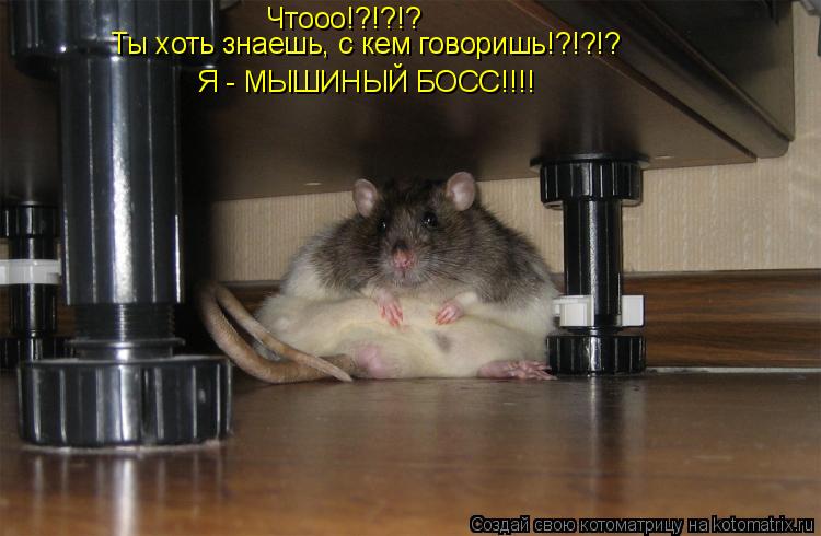 Котоматрица: Чтооо!?!?!? Ты хоть знаешь, с кем говоришь!?!?!?  Я - МЫШИНЫЙ БОСС!!!!