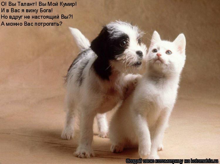 Котоматрица: О! Вы Талант! Вы Мой Кумир! И в Вас я вижу Бога! Но вдруг не настоящий Вы?! А можно Вас потрогать?