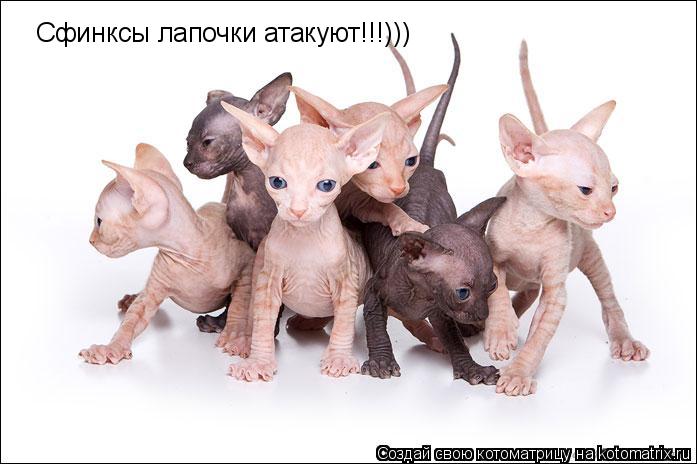 Котоматрица: Сфинксы лапочки атакуют!!!)))