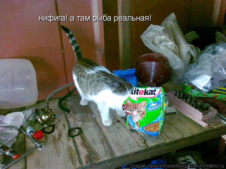 нифига! а там рыба реальная!... Котоматрица: нифига! а там рыба реальная!