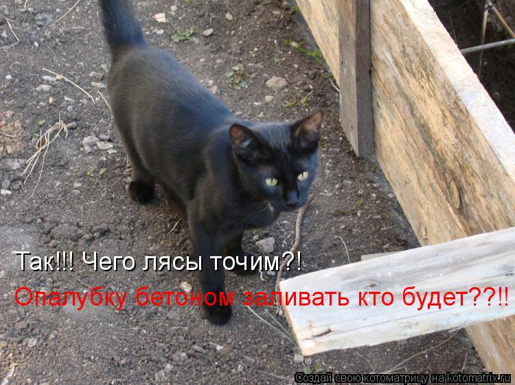 Так!!! Чего лясы точим?! Опалубку бетоном заливать кто будет??!!... Котоматрица: Так!!! Чего лясы точим?! Опалубку бетоном заливать кто будет??!!