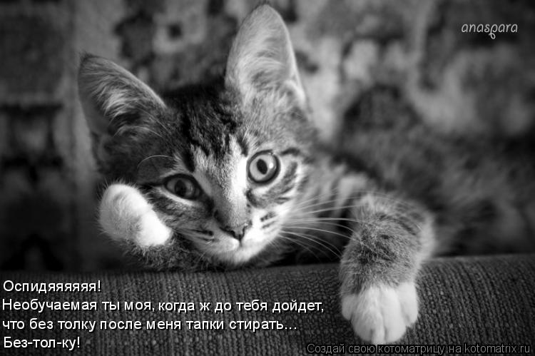 Котоматрица: Оспидяяяяяя! Необучаемая ты моя, когда ж до тебя дойдет, что без толку после меня тапки стирать... Без-тол-ку!