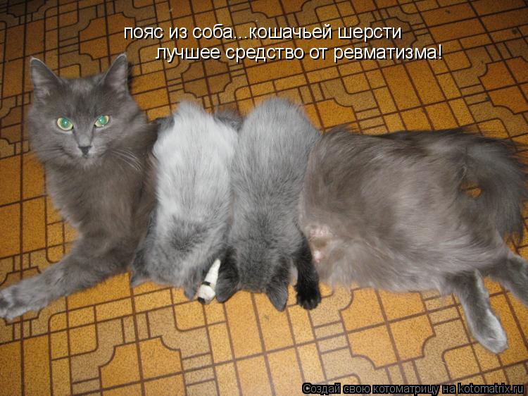пояс из соба...кошачьей шерсти лучшее средство от ревматизма!... Котоматрица: пояс из соба...кошачьей шерсти лучшее средство от ревматизма!