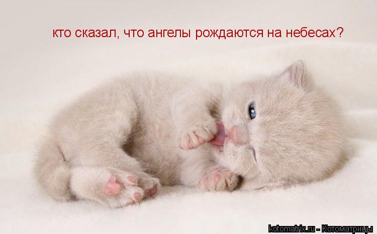кто сказал, что ангелы рождаются на небесах?... Котоматрица: кто сказал, что ангелы рождаются на небесах?