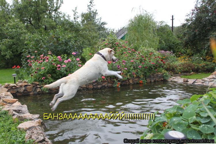 БАНЗАААААААААЙЙЙ!!!!!!!!!!!!!... Котоматрица: БАНЗАААААААААЙЙЙ!!!!!!!!!!!!!