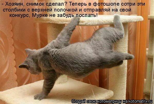 - Хозяин, снимок сделал? Теперь в фотошопе сотри эти столбики с верхней полочкой и отправляй на свой... Котоматрица: - Хозяин, снимок сделал? Теперь в фотошопе сотри эти столбики с верхней полочкой и отправляй на свой конкурс, Мурке не забудь послать!