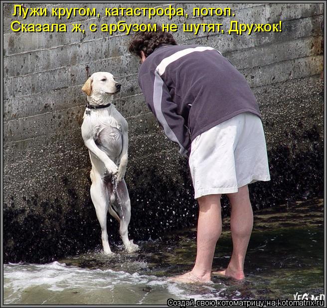 Котоматрица: Лужи кругом, катастрофа, потоп.  Сказала ж, с арбузом не шутят, Дружок!