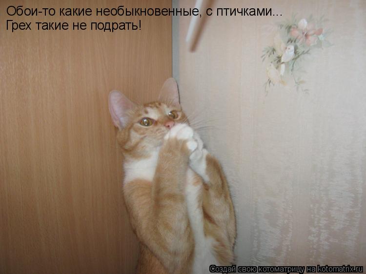 Котоматрица: Обои-то какие необыкновенные, с птичками... Грех такие не подрать!